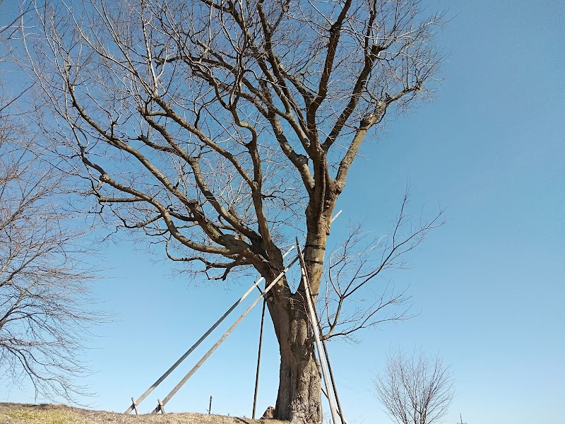 田中のエノミの木