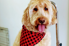 Pet Heroes Dog Grooming - Dog Day Care Texas, Pet Day Care Texas, Dog and Pet Body Spa Texas