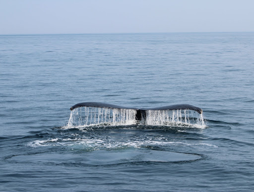 Cruise Agency «Capt. Bill & Sons Whale Watch», reviews and photos, 24 Harbor Loop, Gloucester, MA 01930, USA