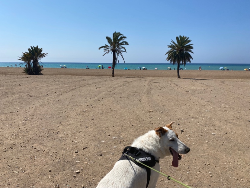 Playa de Las Moreras. Playa Canina