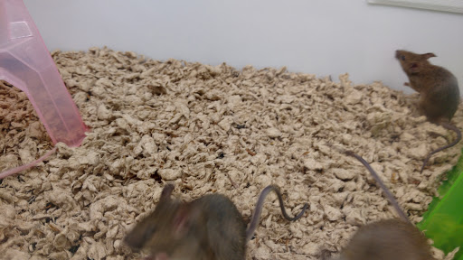 Pet Supply Store «Petco Animal Supplies», reviews and photos, 13127 N Dale Mabry Hwy, Tampa, FL 33618, USA