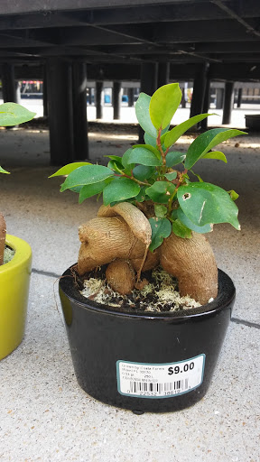 Department Store «Walmart Supercenter», reviews and photos, 151 Myrtle Ridge Dr, Conway, SC 29526, USA