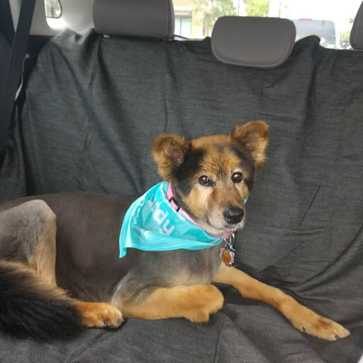 Pet Supply Store «PetSmart», reviews and photos, 6370 W Indiantown Rd, Jupiter, FL 33458, USA