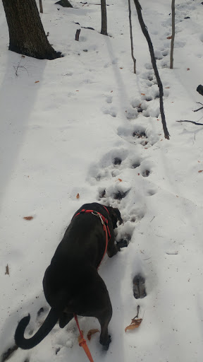 Nature Preserve «Ragged Mountain Memorial Preserve», reviews and photos, 240 Kensington Rd, Berlin, CT 06037, USA