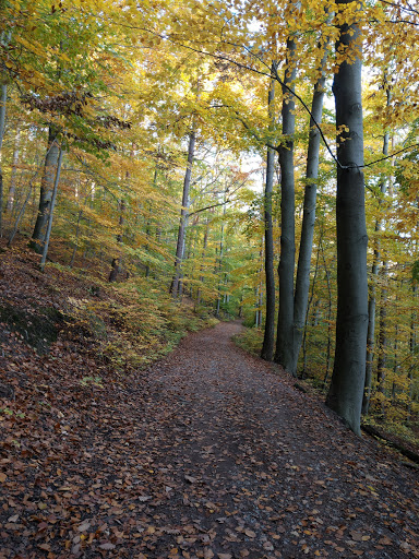 Bürgerwald