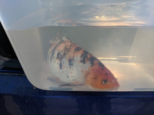 Pet Store «Fish Aquariums & Stuff», reviews and photos, 6112 W Fairview Ave, Boise, ID 83704, USA