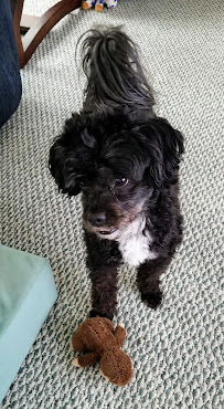 Hunt Club Boarding Kennel and Cattery - Photo 5 - Car repair in Virginia Beach, VA, Virginia Beach