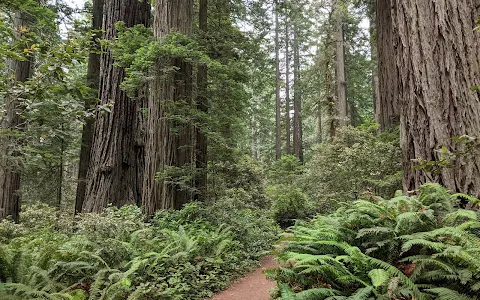 Lady Bird Johnson Grove Trail image