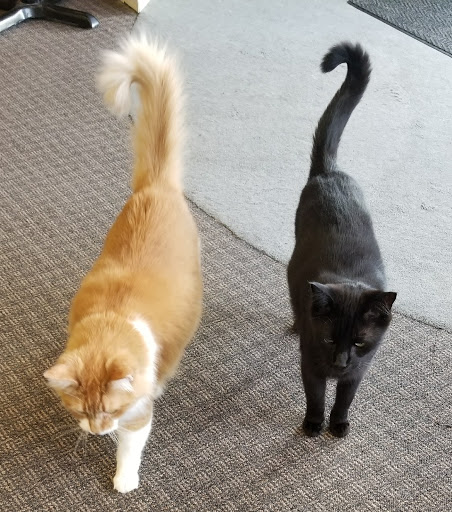 Pet Groomer «Ufuri Pet Salon», reviews and photos, 235 Huron Ave, Port Huron, MI 48060, USA