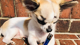 Best Chihuahua Breeders Kingston-upon-Thames Near You