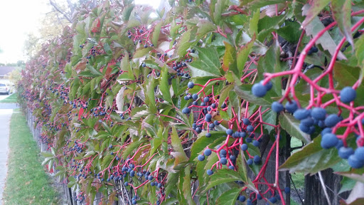 Golf Course «Prairiewood Golf Course», reviews and photos, 22 Prairiewood Dr S, Fargo, ND 58103, USA