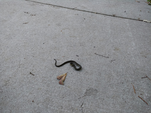 Recreation Center «Little Red Schoolhouse Nature Center», reviews and photos, 9800 Willow Springs Rd, Willow Springs, IL 60480, USA