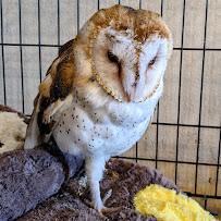 Sugarplum zoo - Photo 9 - Car repair in Temecula, CA, Temecula