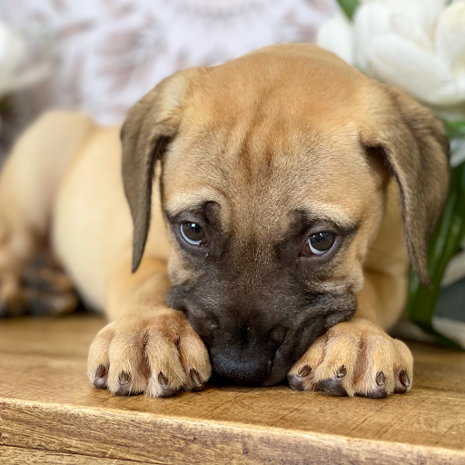 Dog Breeder «Playful Pets», reviews and photos, 115 Ridge Pike, Conshohocken, PA 19428, USA