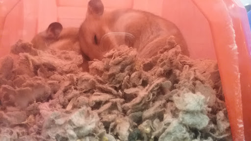 Pet Supply Store «Petco Animal Supplies», reviews and photos, 129 Mall Way, Marysville, WA 98270, USA