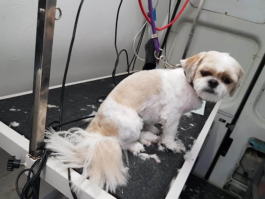 Dena's dog grooming (Mobile dog grooming)