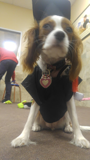 Pet Supply Store «PetSmart», reviews and photos, 369 Tarrytown Rd, White Plains, NY 10607, USA