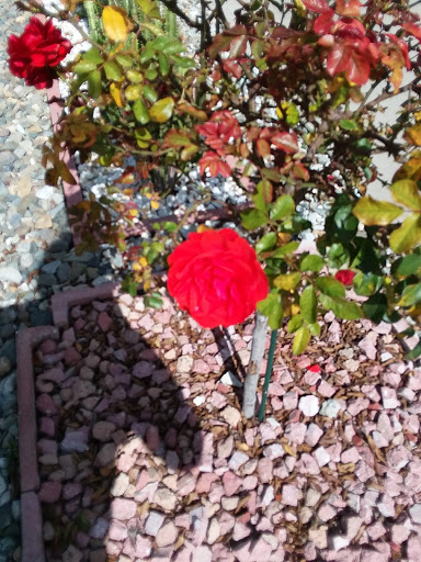 Park «Oak Knoll Park», reviews and photos, 9600 Graham St, Cypress, CA 90630, USA