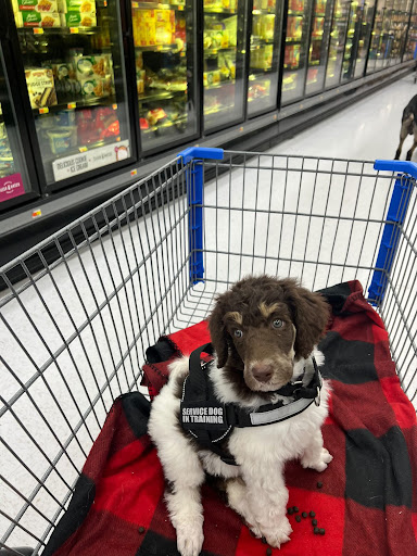 Above the Standard Dog Training