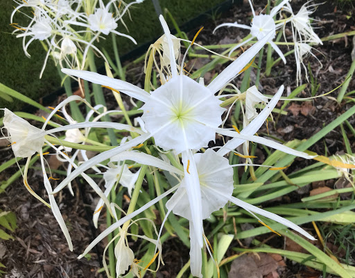 Natural History Museum «The Witt Stephens Jr. Central Arkansas Nature Center», reviews and photos, 602 President Clinton Ave, Little Rock, AR 72201, USA