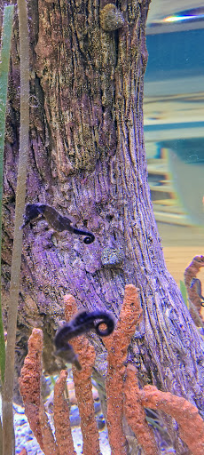 Science Museum «Marine Science Center», reviews and photos, 100 Lighthouse Dr, Ponce Inlet, FL 32127, USA