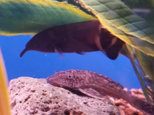 Pet Store «V.I. Pets», reviews and photos, 11975 E Lakewood Blvd, Holland, MI 49424, USA