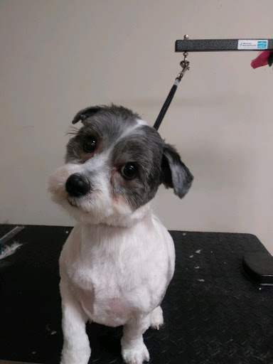 Pet Supply Store «EarthWise Pet Supply - Richardson», reviews and photos, 1310 W Campbell Rd #128, Richardson, TX 75080, USA