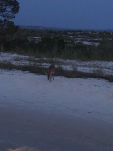 Dog Park «Zollie Young Dog Park», reviews and photos, 3829 E 43rd St, Panama City, FL 32404, USA