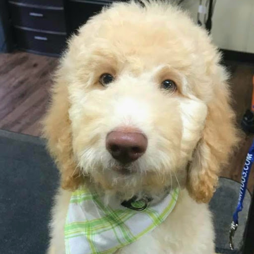 Pet Groomer «U Dirty Dog», reviews and photos, 232 Stevens Entry, Peachtree City, GA 30269, USA