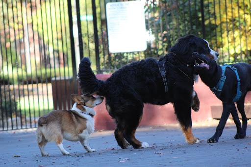 Park «Carleton Court Dog Park», reviews and photos, Southwest Corridor Path, Boston, MA 02116, USA