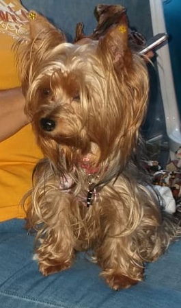 MICAN & MICAT CONSULTORIO VETERINARIO