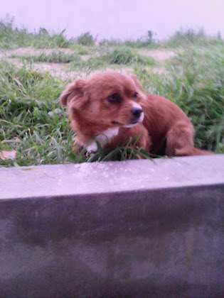 Photos des visiteurs Holiday apartment Murtosa House 3870-200 Torreira