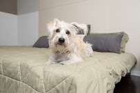 Wag Hotels - Santa Clara - Photo 9 - Car repair in Santa Clara, CA, San Jose