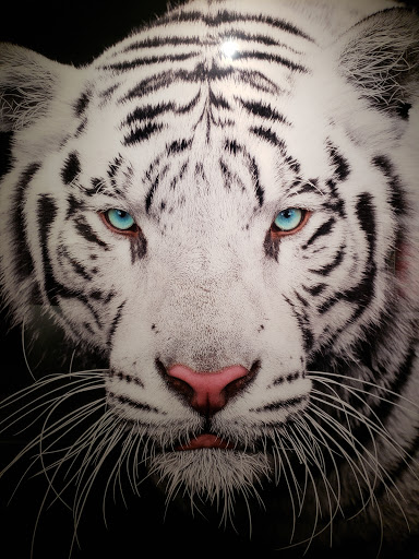 Art Gallery «National Geographic | Fine Art Galleries», reviews and photos, 607 E Las Olas Blvd, Fort Lauderdale, FL 33301, USA