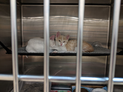 Pet Supply Store «PetSmart», reviews and photos, 45050 Northpointe Blvd, Utica, MI 48315, USA