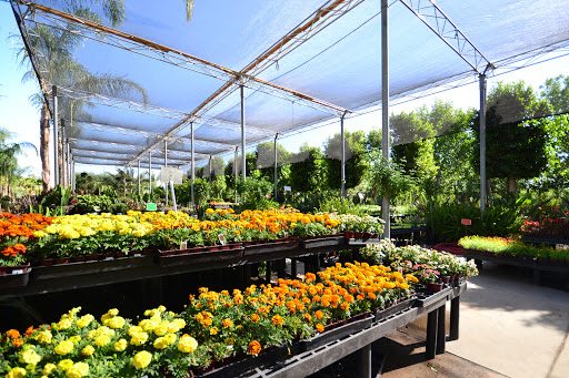 Wholesale plant nursery Tempe