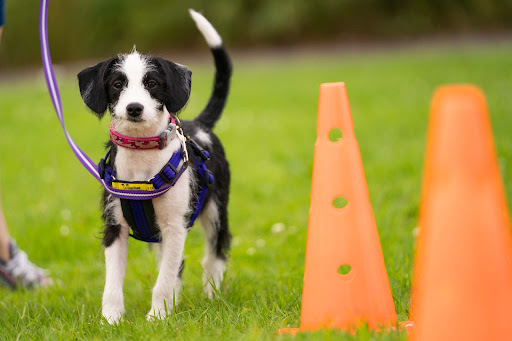 Dogs Trust Dog School Manchester West