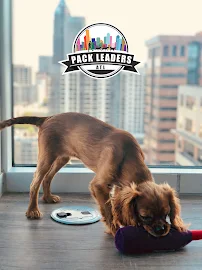 Pack Leaders ATL - Car repair in Atlanta, GA, Atlanta - Rated 5.0/5