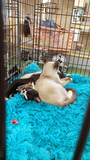 Pet Supply Store «Petco Animal Supplies», reviews and photos, 3246 N John Young Pkwy, Kissimmee, FL 34741, USA