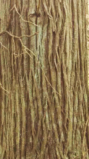 Community Park «Wells Mills County Park», reviews and photos, 905 Wells Mills Rd, Waretown, NJ 08758, USA