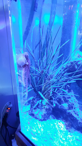 Pet Store «Fancy Tails Fish Farm», reviews and photos, 2324 US Hwy 27 S, Sebring, FL 33872, USA