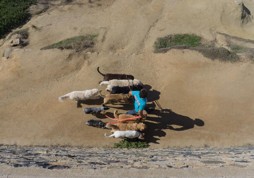 Dog handlers in San Diego