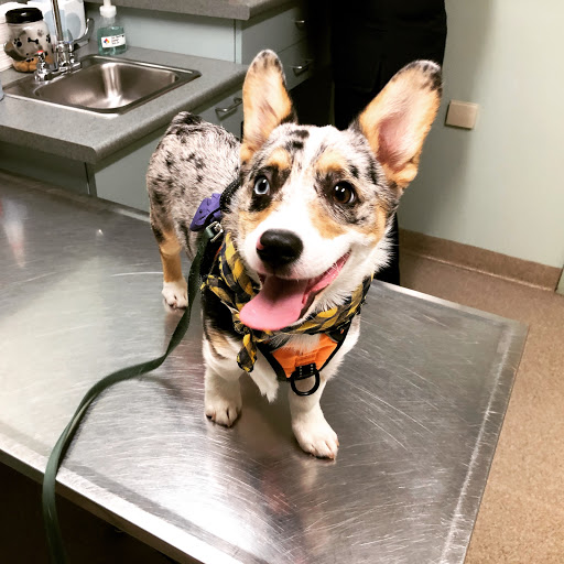 Fryeburg Veterinary Hospital