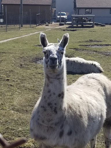 Pet Store «Animal Feeds & Needs», reviews and photos, 401 W Golf Rd, Arlington Heights, IL 60005, USA