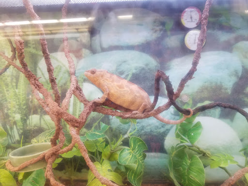 Pet Supply Store «Petco Animal Supplies», reviews and photos, 1210 Marvin Rd NE, Lacey, WA 98516, USA