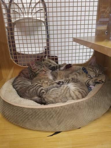 Pet Supply Store «Petco Animal Supplies», reviews and photos, 45205 Worth Ave, California, MD 20619, USA