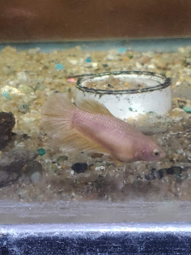 Pet Store «A to Z Pets», reviews and photos, 16010 SE Division St, Portland, OR 97236, USA