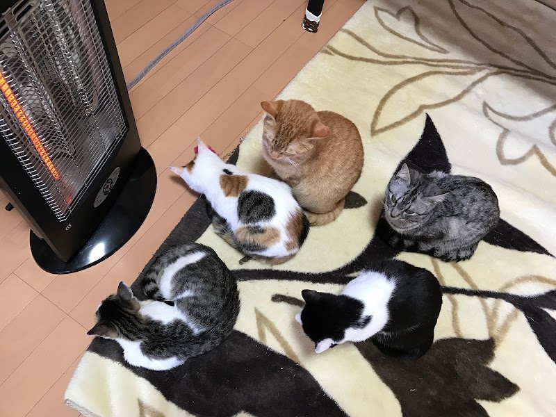 保護猫カフェ キャットシッター かぎしっぽ 三重県松阪市清生町 カフェ 喫茶 カフェ グルコミ