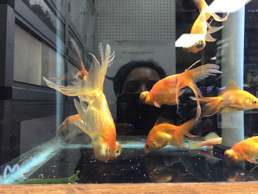 Pet Store «Animal Ark Pet Stores», reviews and photos, 33 Center St, Orem, UT 84057, USA