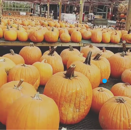 Garden Center «Dees Nursery & Florist», reviews and photos, 69 Atlantic Ave, Oceanside, NY 11572, USA